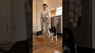 Have Christmas dinner with the wonky family! #christmas #dinner #cats #wobblycat