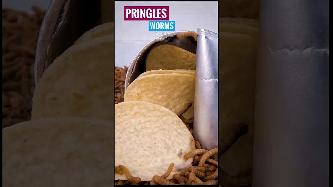 Mealworms vs. Pringles – Can They Pull Them Out One by One?
