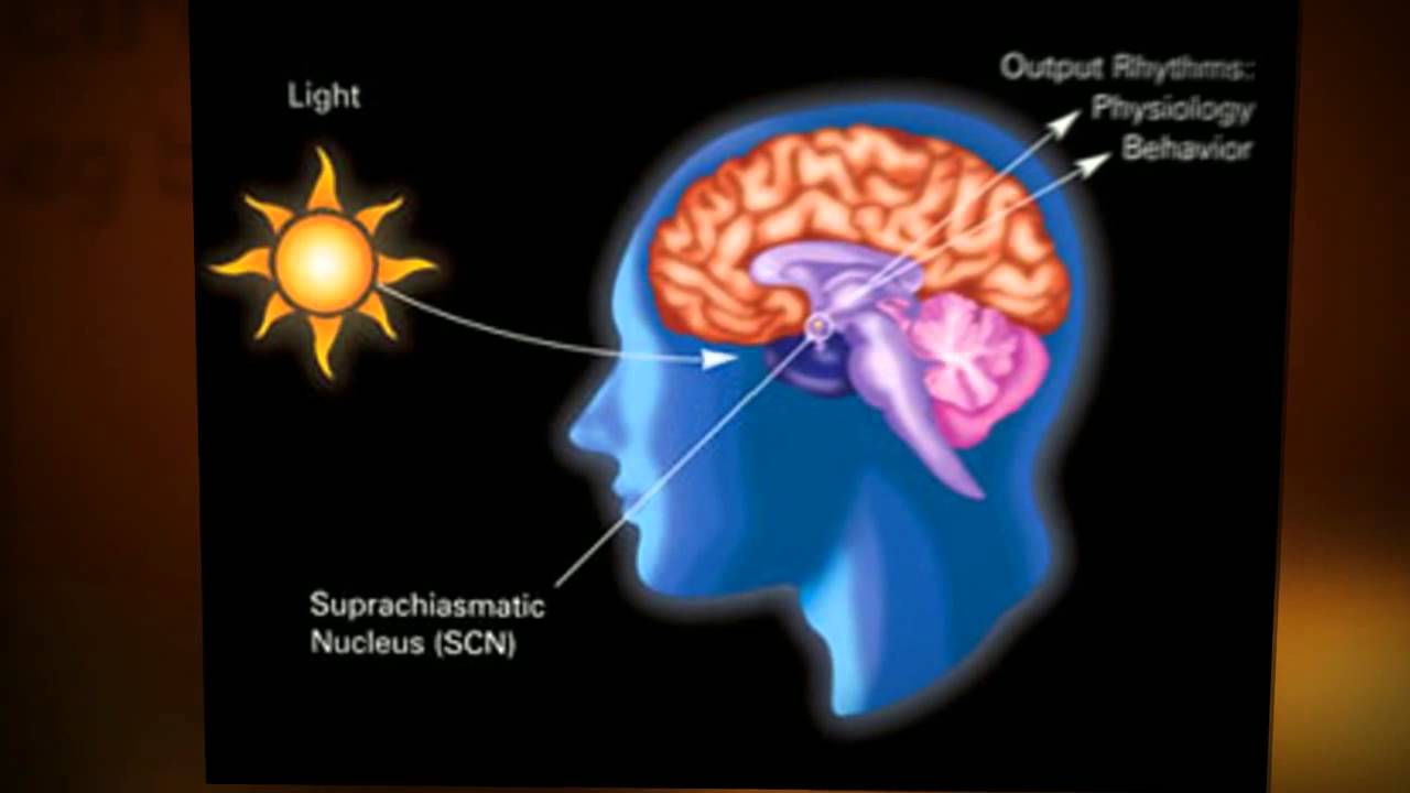 Sleep Drive and Your Body Clock | Circadian Rhythms - YouTube