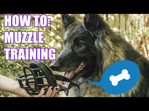 Muzzle Training - help your dog to feel comfortable in their muzzle