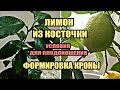 Лимон из косточки условия для ускоренного плодоношения. Формировка кроны