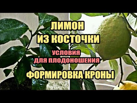 Плодоношение лимона в домашних условиях