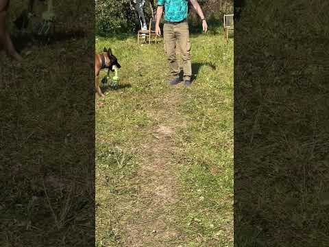 Обучение бельгийской овчарки хвату и команде отдай #шортс #малинуа #бельгийскаяовчарка #дрессура