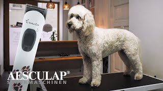 Hundeschur mit der Aesculap Exacta (#GT416) by Aesculap Schermaschinen GmbH 235 views 3 months ago 56 seconds