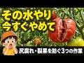 トマトの尻腐れ・裂果、原因はコレでした|水やり3つのコツ