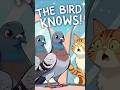 PIGEONS CAN RECOGNIZE THEMSELVES?! 😱🐦🪞 Daily Fact! #137 #shorts