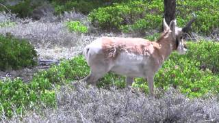 Pronghorn. Bryce canyon. 07.05.15