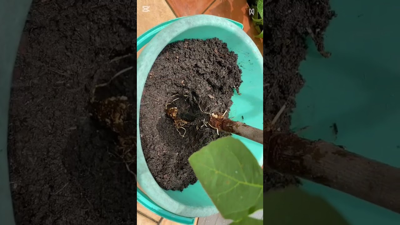 #62 Growing figs from branches 