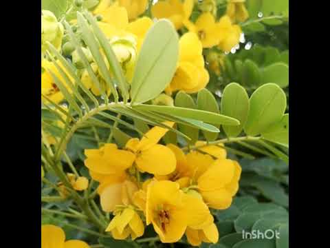 فيديو: أكاسيا أصفر - نبات لا يحتاج إلى رعاية