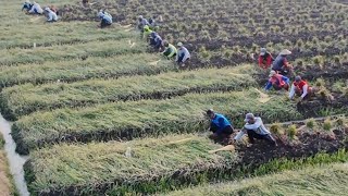 Great shallot harvest in Nganjuk, prices have yet to see a drastic increase