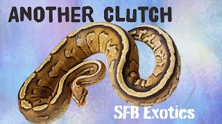 Super Stripe Ball Python Laying EGGS!