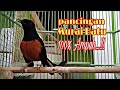 Suara Panggilan Murai Batu Macet Atau Stres Pasti Ikut Bunyi Dan Gacor Mp3 - Mp4 Download