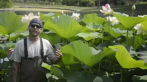 Lotuses in Tower Grove Park