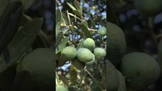 Işık , ısı ve oksijen zeytinyağının düşmanlarıdır . Zeytinyağı koyu renkli şişelerde saklanmalıdır
