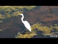 Камера пролетного пути реки Миссисипи. Mississippi River Flyway Cam.