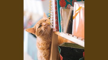 Mysterious Moods for Mysterious Cat Behavior