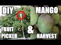 How To Make a Fruit Picker + Mango Harvest