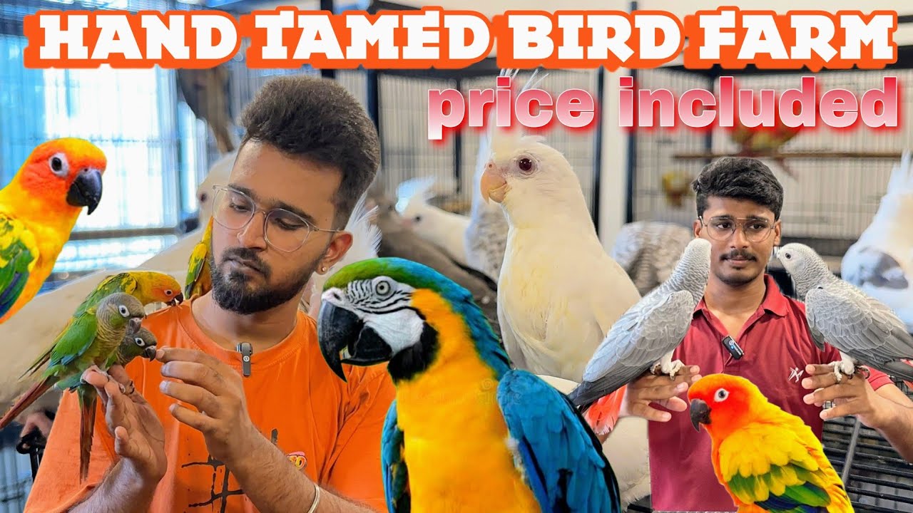 Exotic Verity pet birds farm , price included