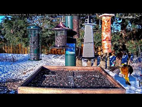 Solitary Evening Grosbeak takes a seed, can't stay tho  ~ ©CornellLab, Boreal, Ont