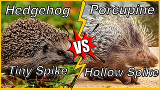 Hedgehog vs Porcupine: Which One is Better? | Similarities and Differences #hedgehog #porcupine