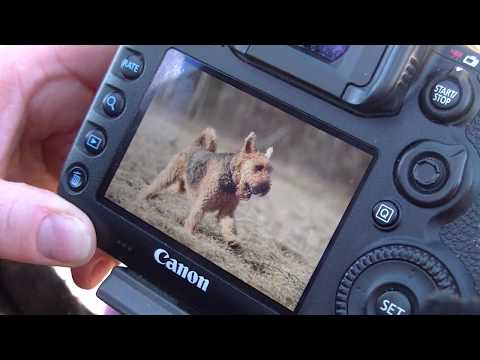 Wideo: Jak Sfotografować Psa?