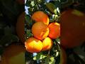 Clementine A Delicious Fruit.