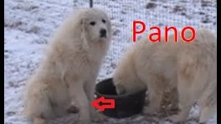 Panosteitis!!! 'Pano' in LGDs - Livestock Guardian Dog Management by Briar Patch Creamery 3,232 views 5 years ago 3 minutes, 51 seconds