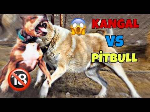 Kangal Pitbull Dövüşü ( Parçaladı )