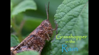 Grasshopper In The Rain NATURE