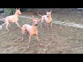 Peruvian Hairless dogs from SONDERWOL LEGEND の動画、YouTube動画。