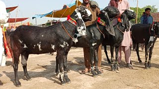 Bakra Mandi sahiwal ki update batel bachon wali Bakrian 03124058010 Altaf goat farm