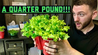 How to grow a QUARTER POUND of LETTUCE in one red solo cup!!