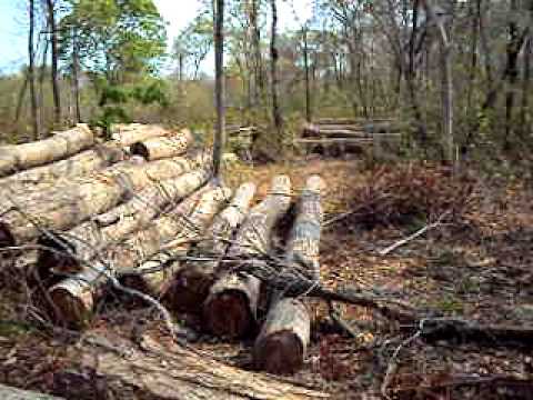 ipe logs - logging in bolivia forest