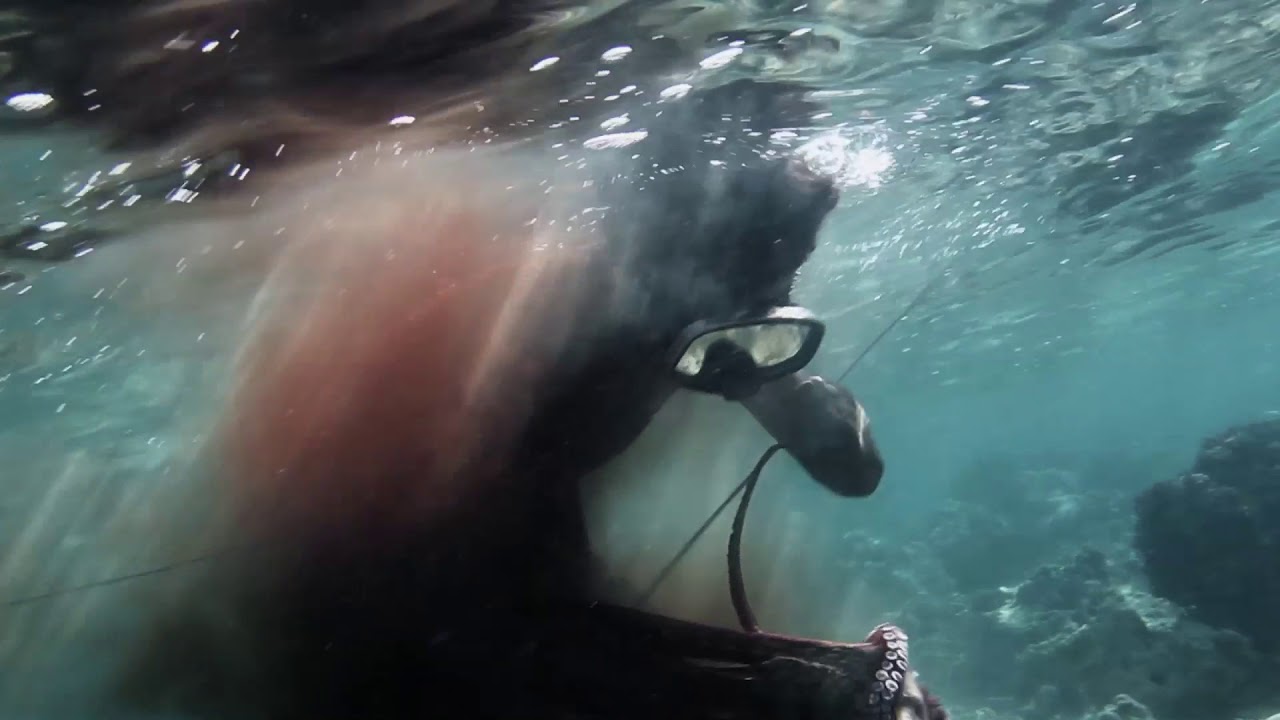 scoresandodds Oh Brother Octopus / AFF 2017