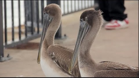 Module 2 Assignment Video