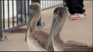 Module 2 Assignment Video