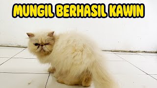 AKHIRNYA KLIWON MAU DI KAWINKAN | CARA MENGAWINKAN KUCING DI JAMIN BERHASIL by Kucing himalayaku official 46 views 3 months ago 6 minutes, 43 seconds