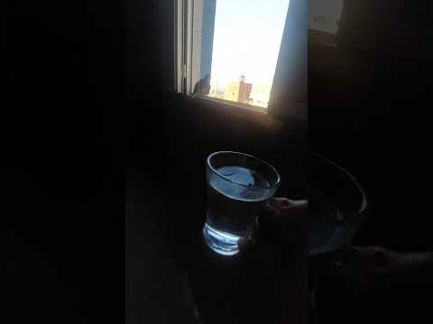 حمامه غريبه عطشانه جتلي بس انا استغبيت