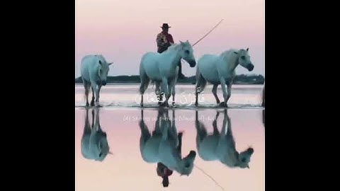ابداع الشيخ فارس عباد في سورة العاديات