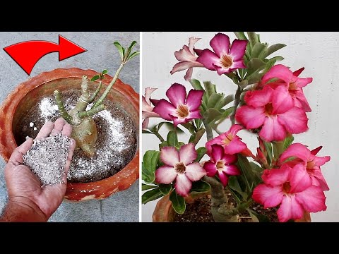 Video: Sådan plantes og dyrkes hvidløgsplanter: 15 trin