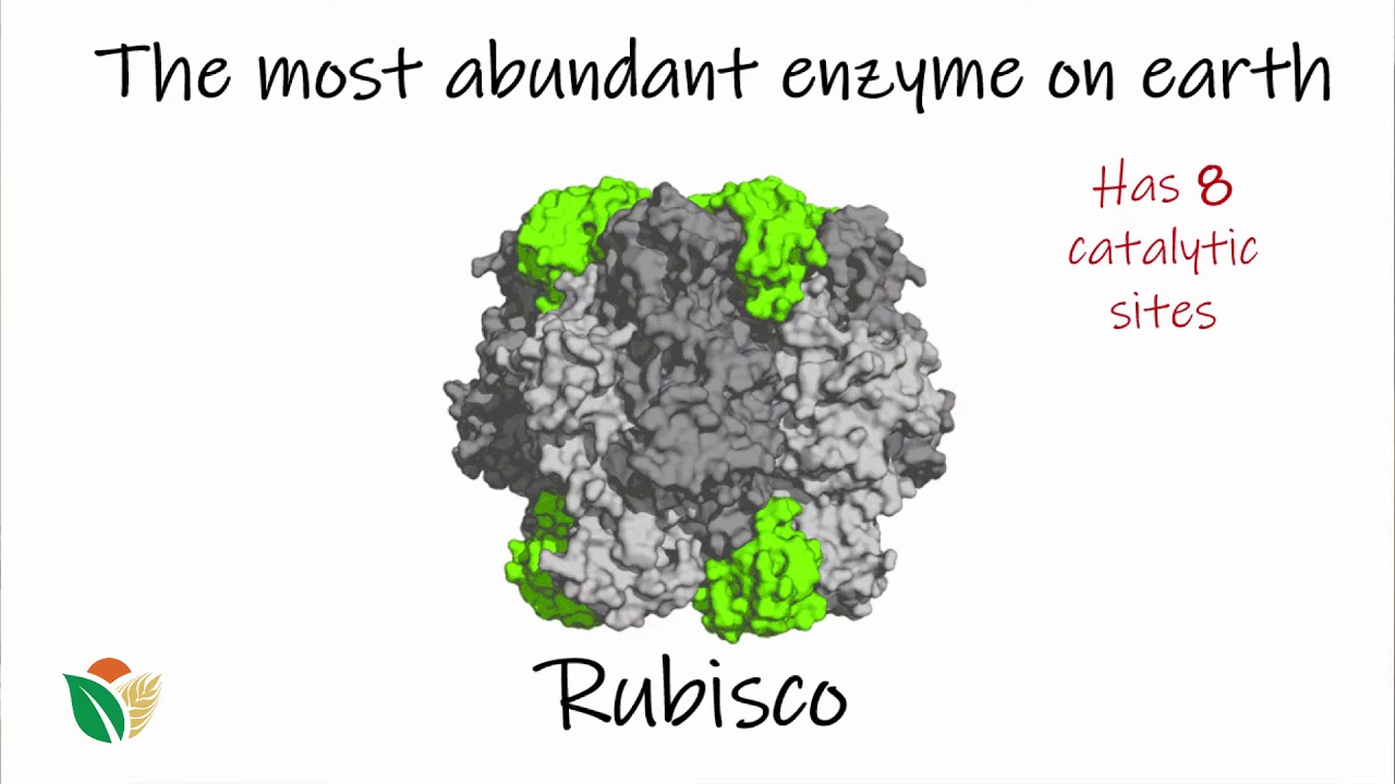 ⁣Rubisco: The most abundant protein on Earth | Proteins | meriSTEM