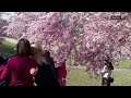 Munich residents enjoy cherry blossoms as spring starts with warm temperatures