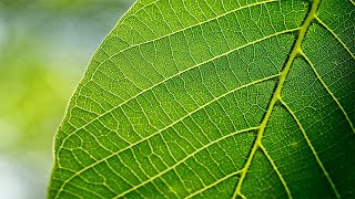 Travel Deep INSIDE Leaf  |  پتے کی کہانی سائنس کی زبانی