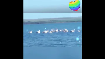 РОЗОВЫЕ ФЛАМИНГО В КРЫМУ. 14 МАЯ. #крым #интересное #природа #фламинго