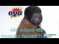 Vile Wajamaa Wa Mogoka Huwatch BallЁЯШВЁЯШВ Vile Wajamaa Wa Mogoka Huwatch BallЁЯШВЁЯШВ