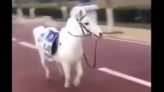 The story of my life in one video 😳🐴
Who can relate?
Subscribe to Gloss: https://bit.ly/3bKwuZz
Do you have any questions or suggestions? Leave them in the comments below!
Check out our website: https://www.glossgoss.com
Follow us on Instagram: https://www.instagram.com/gloss
Like us on Facebook: https://www.facebook.com/gloss
Follow us on TikTok: https://www.tiktok.com/@gloss
Watch us on YouTube: https://www.youtube.com/gloss
Copyright 2008-2021 Gloss LLC. All rights reserved. All trademarks and brands are the property of their respective owners. The story of my life in one video 😳🐴
