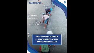 Viral Fenomena Ikan Naik ke Daratan di NTT, Warga Tangkap Ramai-ramai