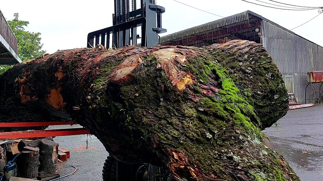 #80　深緋の「栴檀」をさばく！！　突如として現れる“ 秘密の穴蔵 ”！！？