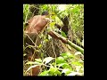 Bring water from the mountain using bamboo poles.