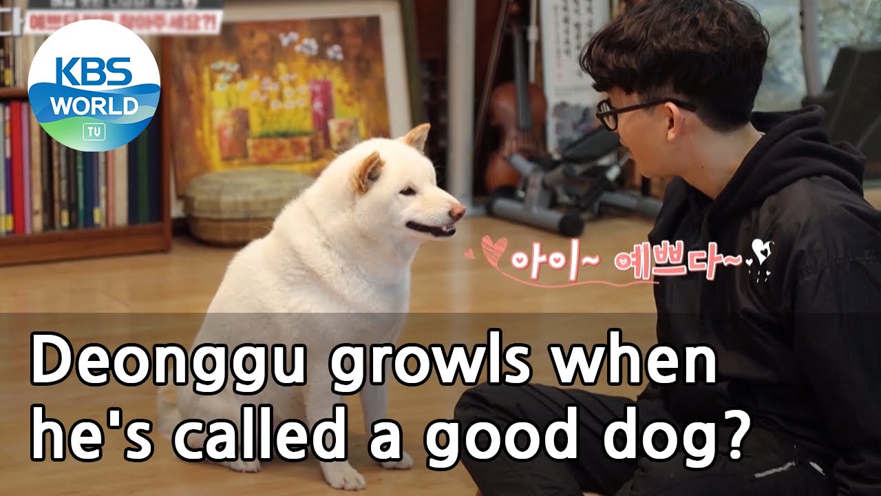 Dogs are incredible ep 99